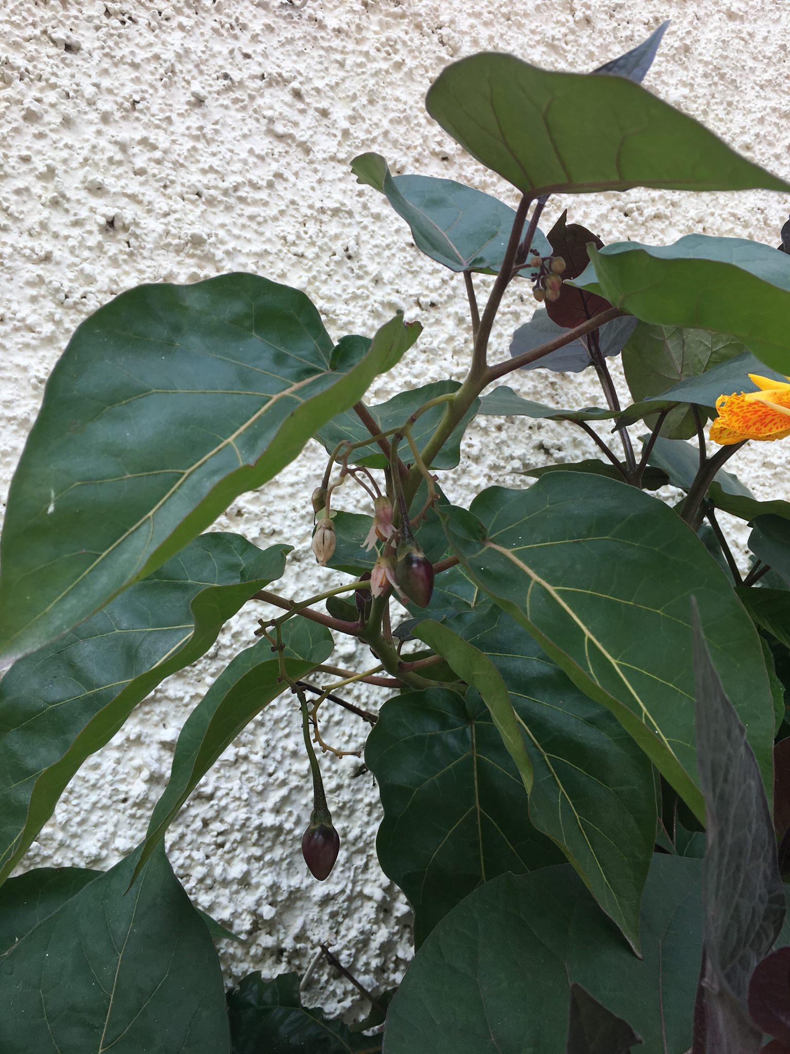 Solanum betaceum